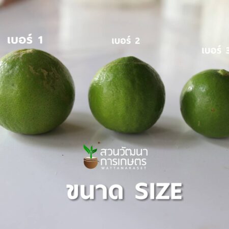มะนาวแป้น บ้านแพ้ว