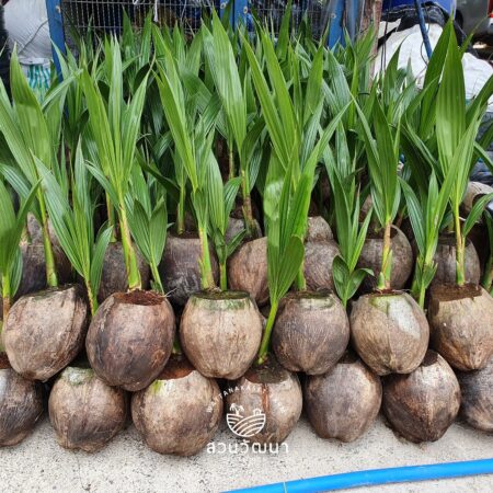 ต้นพันธุ์มะพร้าวน้ำหอม